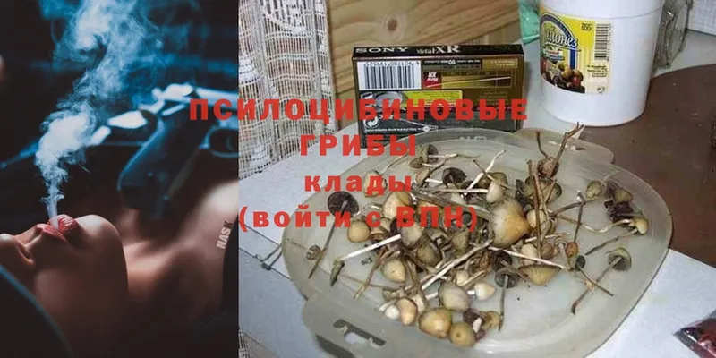 Галлюциногенные грибы Psilocybe  мега ТОР  Ардатов 